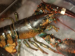 lobster
